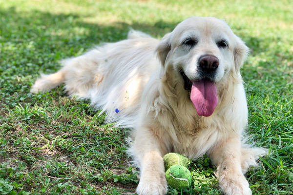 Hund in einer Wiese